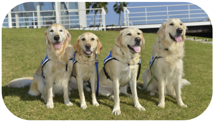 ファシリティドッグ